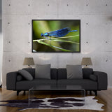 Tableau Libellule Bleue