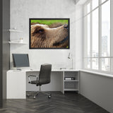 Tableau Ours Brun en Zoom