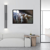 Tableau de Mouton Mignon