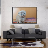 Tableau Chat Rigolo Scottish Fold