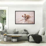 Tableau Chihuahua Poils Beiges