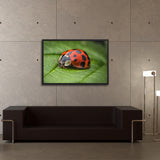 Tableau Coccinelle (Porte Bonheur)