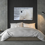 Tableau Ours Polaire Blanc