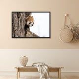 Tableau Panda Roux (curieux)