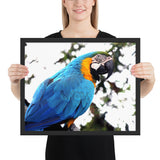 Tableau Déco Perroquet