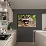 Tableau Raton Laveur Timide