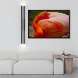 Tableau avec Flamant Rose Plumage Vif