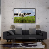 Tableau avec des Vaches Normandes