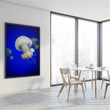 Tableau de Méduse Blanche