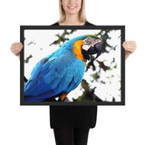Tableau Animaux Perroquet