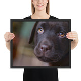 Tableau  Labradors Bébe