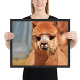 Tableau Lama Mangeant