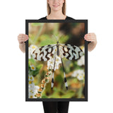 Tableau  Moderne Papillon Zèbre
