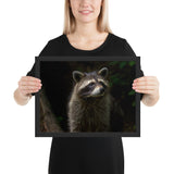 Tableau animaux Raton Laveur en Réflexion