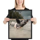 Tableau Cochon Noir dans L'Eau