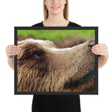 Tableau  Ours Brun Zoomé