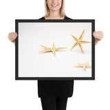 Tableau  Etoile de Mer Fond Blanc
