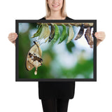 Tableau de Papillons