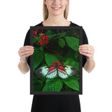 Tableau Deco Papillon dans les Roses
