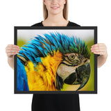 Tableau avec Perroquet Colorés (Bleu et Jaune)