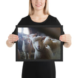 Tableau Animaux de Mouton Mignon