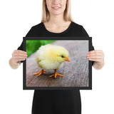 Tableau Animaux Poussin