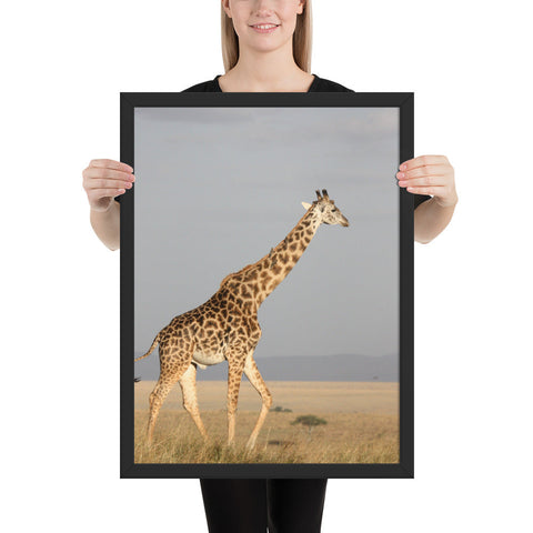 Tableau  Girafe Gambadant