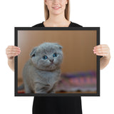 Chat Rigolo Yeux Bleus