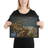 Tableau Animaux Homard