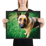 Tableau  Berger Allemand Yeux D'Amour