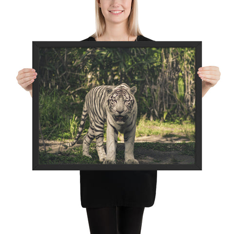 Tableau Tigre Blanc Yeux Bleus