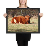 Tableau Vache Highland Fatigué