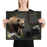 Tableau Animaux Ours Brun en Zoo