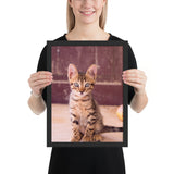 Tableau Chaton Yeux Bleus