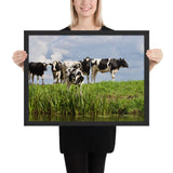 Tableau avec des Vaches Normandes en Noir et Blanc