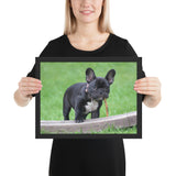 Tableau Animaux Bulldog Dès le Plus Jeune Âge