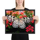 Tableau de Papillons Royals