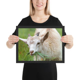 Tableau Chèvre avec Petites Cornes