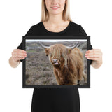 Tableau Animaux Vache Ecossaise en Réflexion