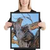 Tableau Koala Dormant