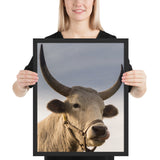 Tableau avec un Taureau Blanc Grosse Corne