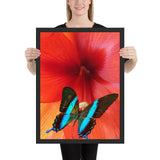 Tableau de Papillons Saphirs