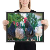 Tableaux  de Poules et Coqs Blancs et Noirs