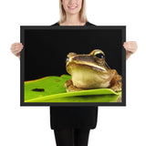 Tableau déco Grenouille sur une Feuille