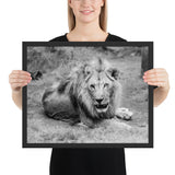 Tableau  Lion Noir et Blanc Yeux Veron