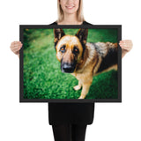 Tableau Berger Allemand Regard