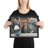 Tableau Animaux Ane Le Zoom du Photographe