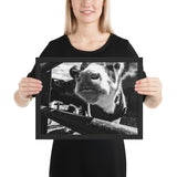 Tableau Animaux Vache Noir et Blanc