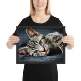 Tableau photo chat jolis yeux