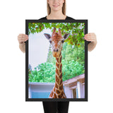 Tableau de Girafe Pelage Marbré et de Face